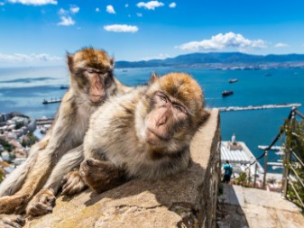 monkeys of Gibraltar